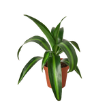 Dracaena 'Massangeana' - 4" Pot