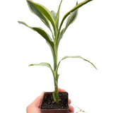 Dracaena 'Sanderiana'