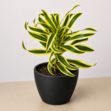 Dracaena Song of India