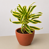 Dracaena Song of India