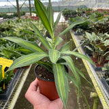 Dracaena 'Song of Jamaica'