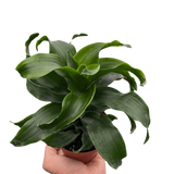 Dracaena 'Twister'
