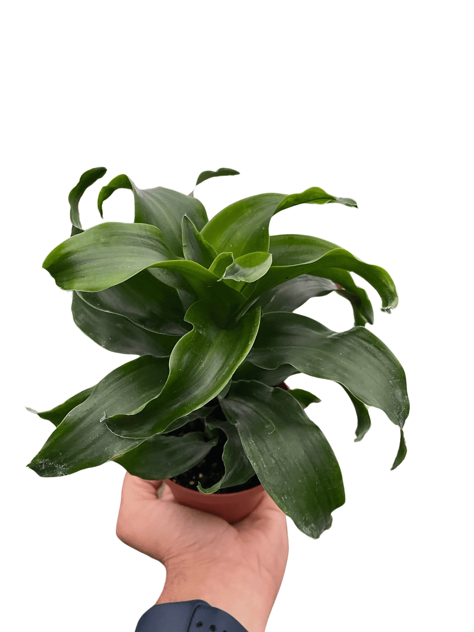 twister dracaena Dracaena 'Twister' – La Tierra Bendita