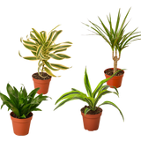4 Different Dracaenas Variety Pack - Live House Plant - 4" Pot