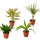 4 Different Dracaenas Variety Pack - Live House Plant - 4" Pot