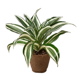 Dracaena 'Warneckii Joya Blanca' 