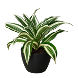 Dracaena 'Warneckii Joya Blanca' 