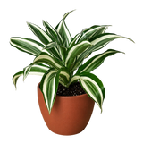 Dracaena 'Warneckii Joya Blanca' 