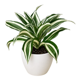Dracaena 'Warneckii Joya Blanca' 