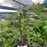 ED Fig