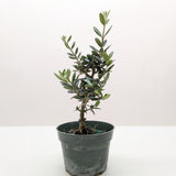 Common Olive Tree (Olea europaea)
