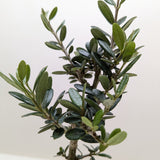 Common Olive Tree (Olea europaea)