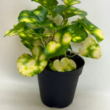 Farfugium Firefly