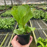 Fern 'Elephant'