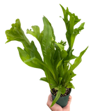 Fern 'Green Flame'