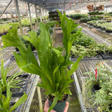 Fern 'Green Flame'