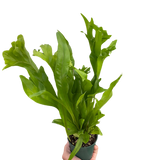 Fern 'Green Flame'