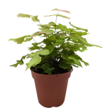 Fern Large Leaf Maidenhair