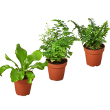 Paquete de 3 variedades de helechos - Plantas vivas - Maceta de 10 cm - Planta de interior