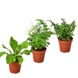 3 Fern Variety Pack - Live Plants - 4" Pot - House Plant