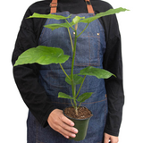 Ficus 'Umbellata' 