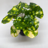 Farfugium Firefly