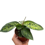 Homalomena 'Camouflage'