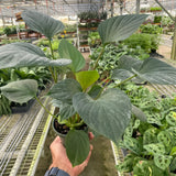 Homalomena 'Emerald Gem'