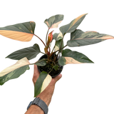 Homalomena Pink Diamond