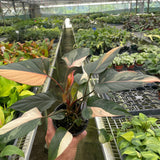 Homalomena Pink Diamond