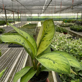 Homalomena 'Selby'