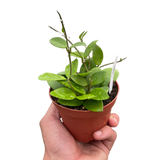 Hoya Bilobata