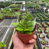 Hoya Bilobata