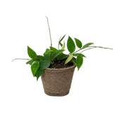 Hoya 'Black Margin'