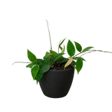 Hoya 'Black Margin'