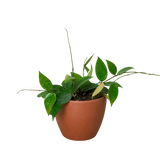 Hoya 'Black Margin'
