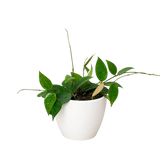 Hoya 'Black Margin'