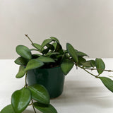 Hoya 'Burtoniae'