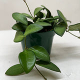Hoya 'Burtoniae'