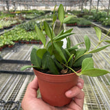 Hoya Chouke
