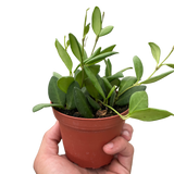 Hoya Chouke