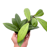 Hoya 'Crassipetiolata'