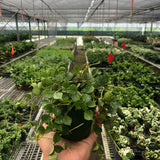 Hoya 'Curtisii'