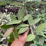 Hoya 'Eliptica'