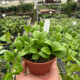Hoya Heuschkeliana