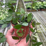 Hoya Krohniana Black
