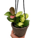 Hoya 'Lisa'