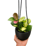 Hoya 'Lisa'