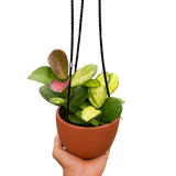 Hoya 'Lisa'