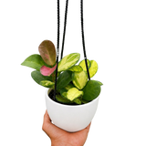 Hoya 'Lisa'